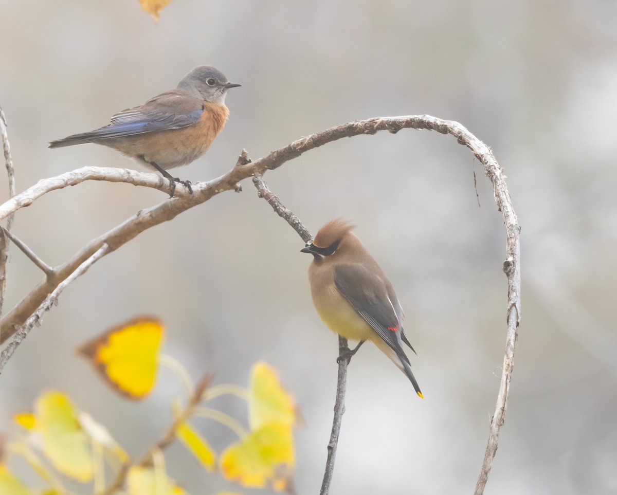 Western Bluebird - ML646282113