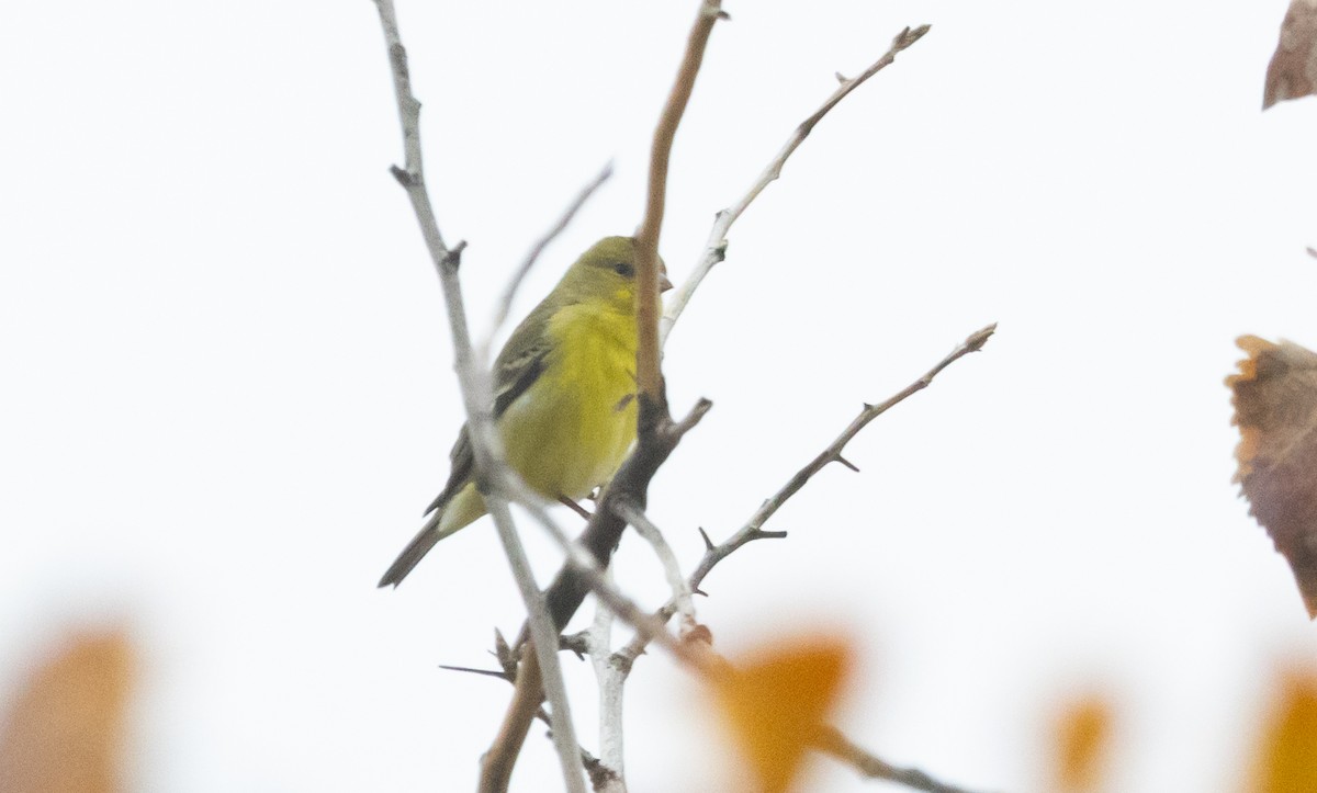 Lesser Goldfinch - ML646282114