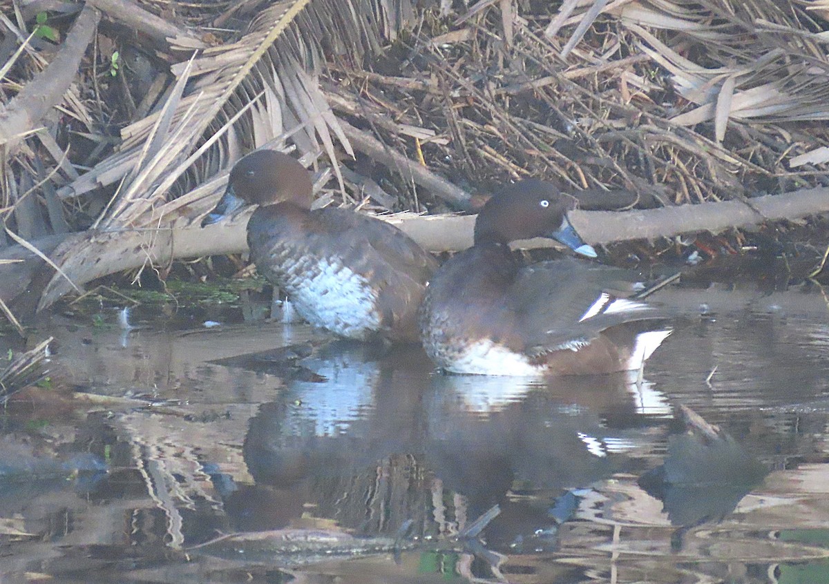 Hardhead - ML646282115