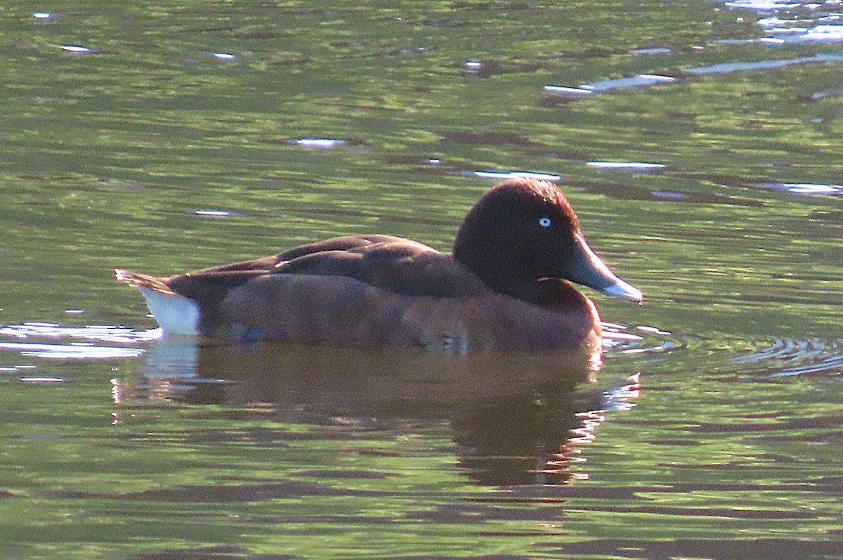 Hardhead - ML646282116