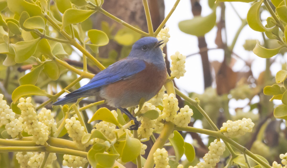 Western Bluebird - ML646282117