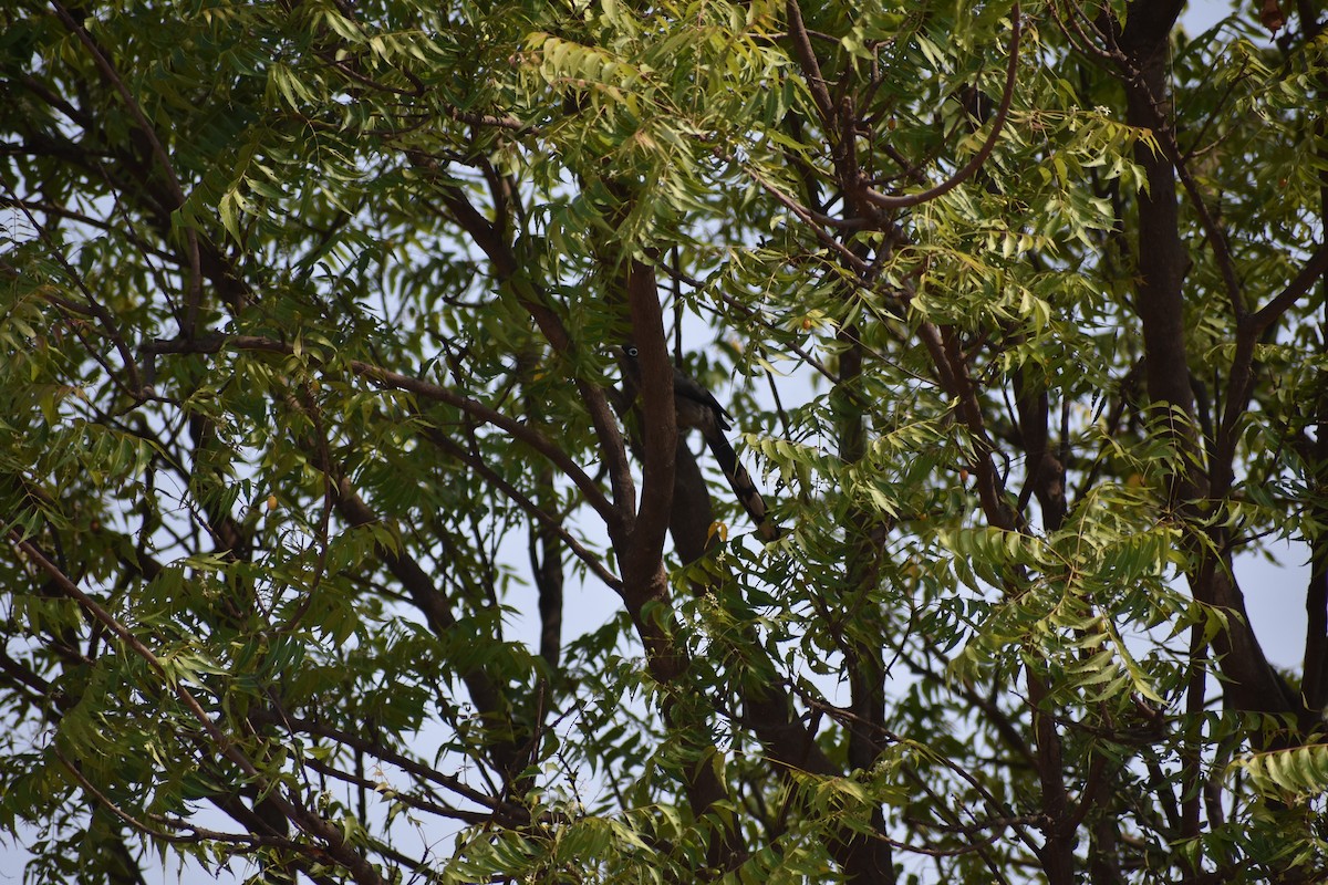 Blue-faced Malkoha - ML646282118