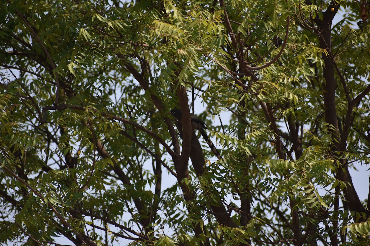 Blue-faced Malkoha - ML646282119