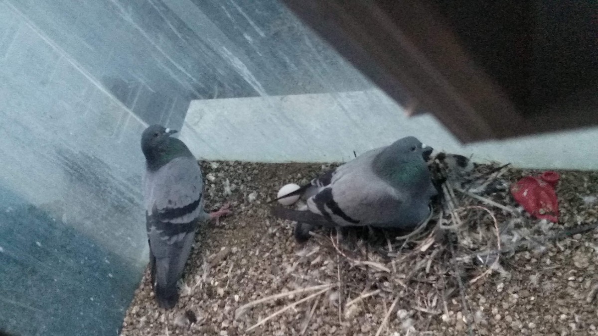 Rock Pigeon (Feral Pigeon) - ML646282120