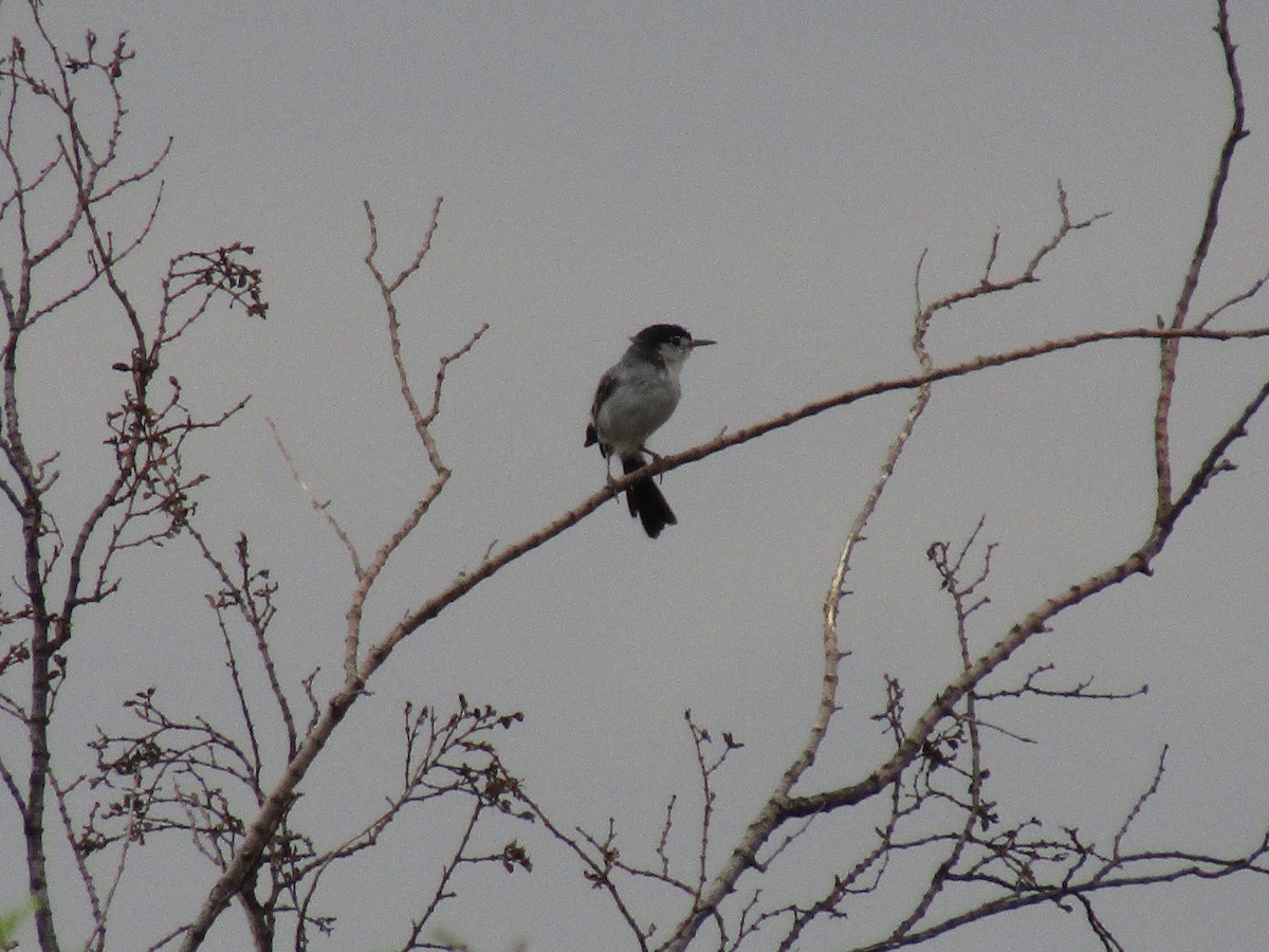 Black-tailed Gnatcatcher - ML646282121
