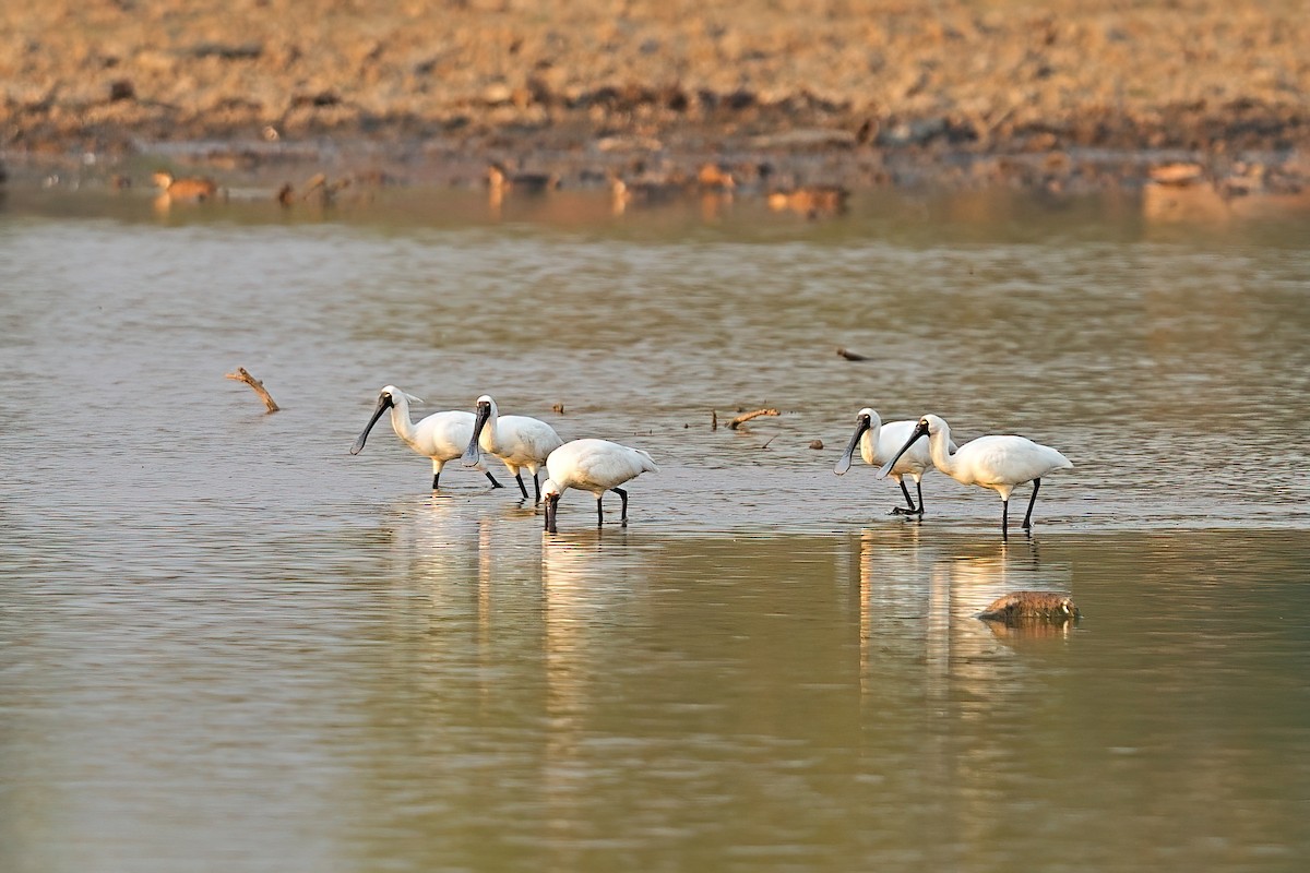 Royal Spoonbill - ML646282122