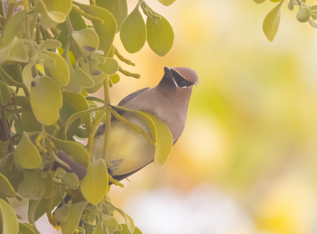 Cedar Waxwing - ML646282123