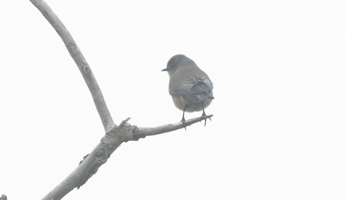 Western Bluebird - ML646282124