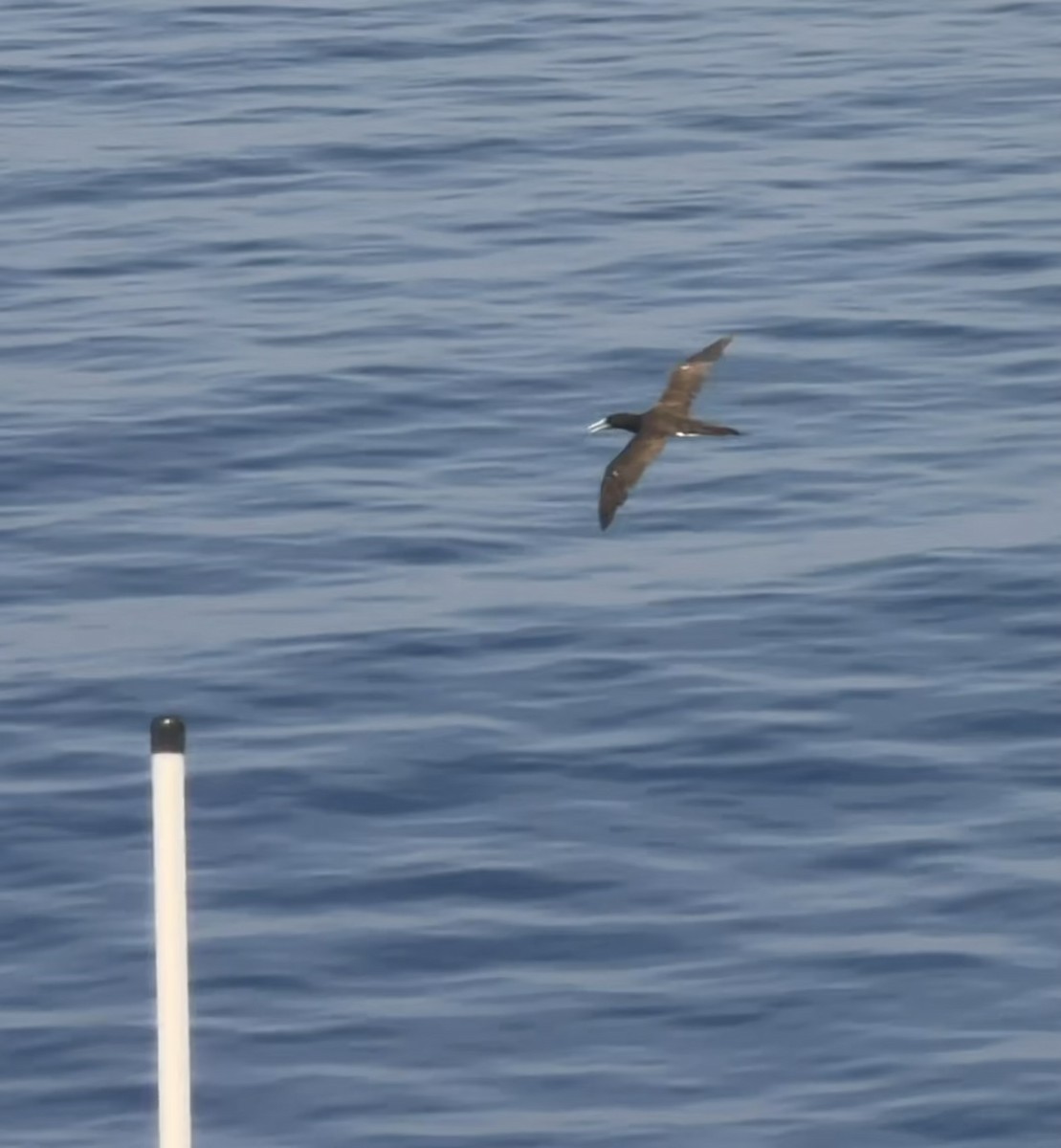 Brown Booby - ML646282128