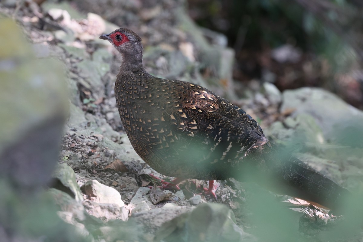 Swinhoe's Pheasant - ML646282129