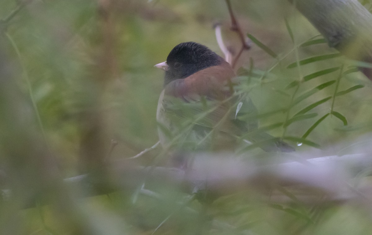 Dark-eyed Junco - ML646282131