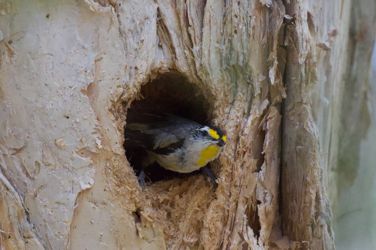 Streifenpanthervogel - ML646282132