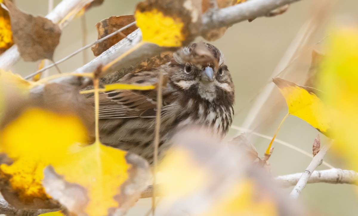 Song Sparrow - ML646282139