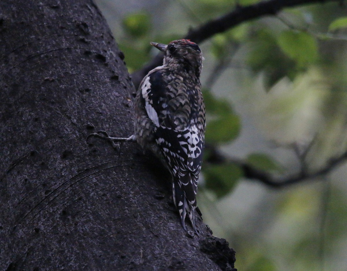 Yellow-bellied Sapsucker - ML646282140