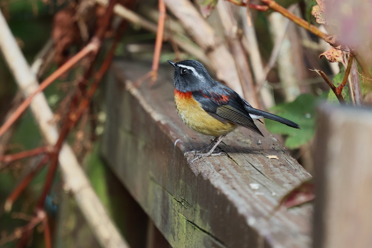 Taiwanblauschwanz - ML646282142