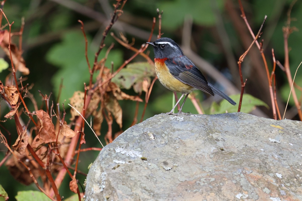 Taiwanblauschwanz - ML646282143