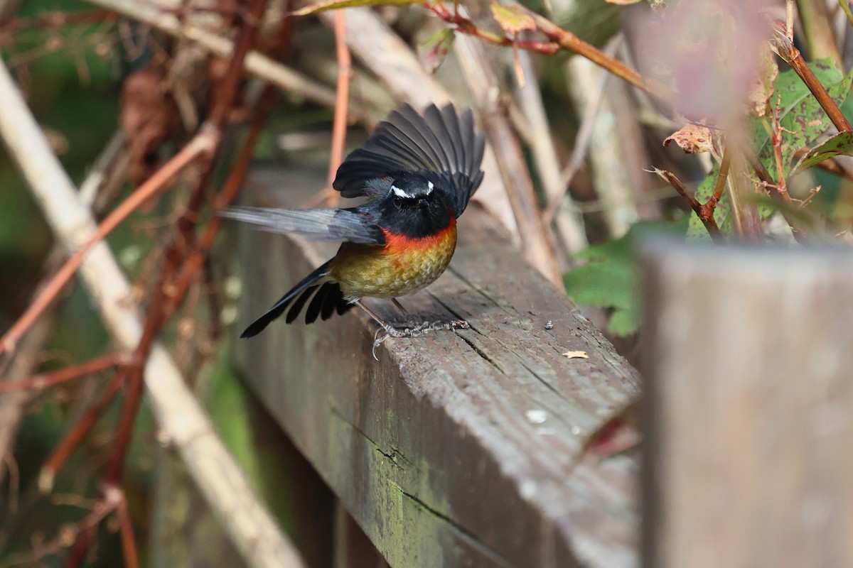 Taiwanblauschwanz - ML646282144