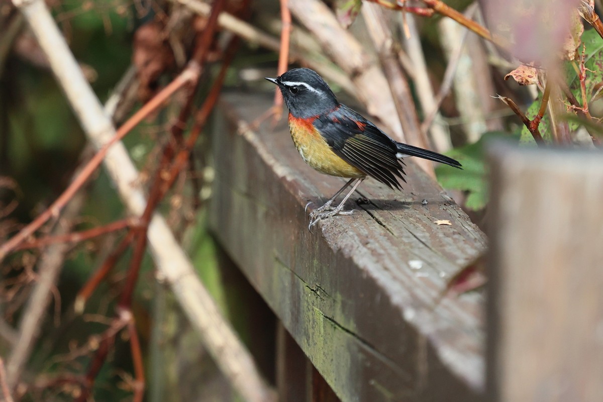 Taiwanblauschwanz - ML646282145