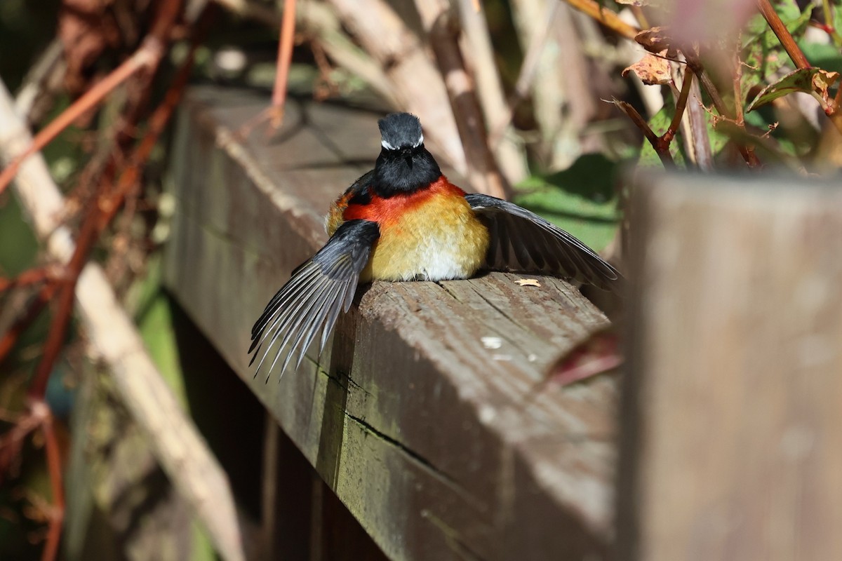 Taiwanblauschwanz - ML646282146