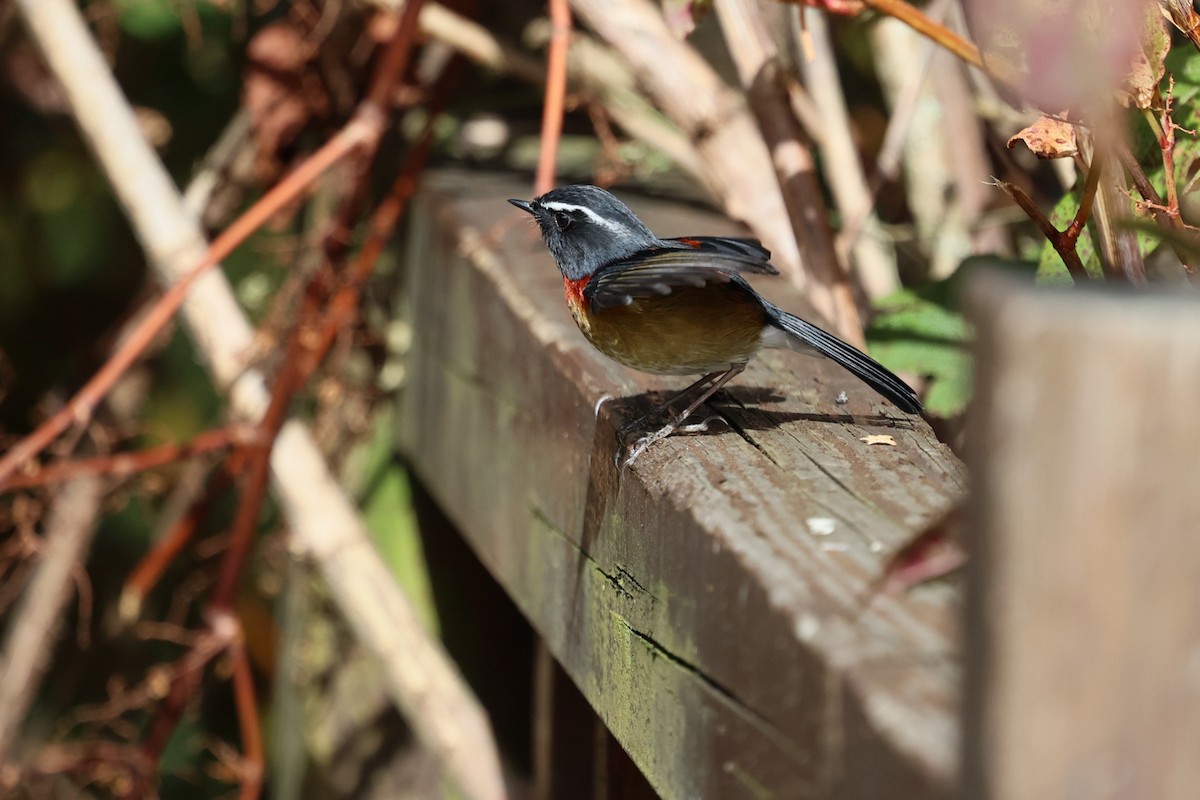 Taiwanblauschwanz - ML646282147