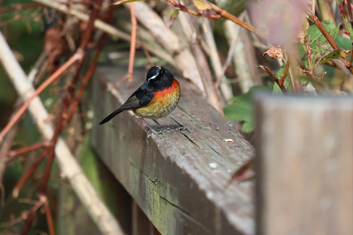 Taiwanblauschwanz - ML646282148