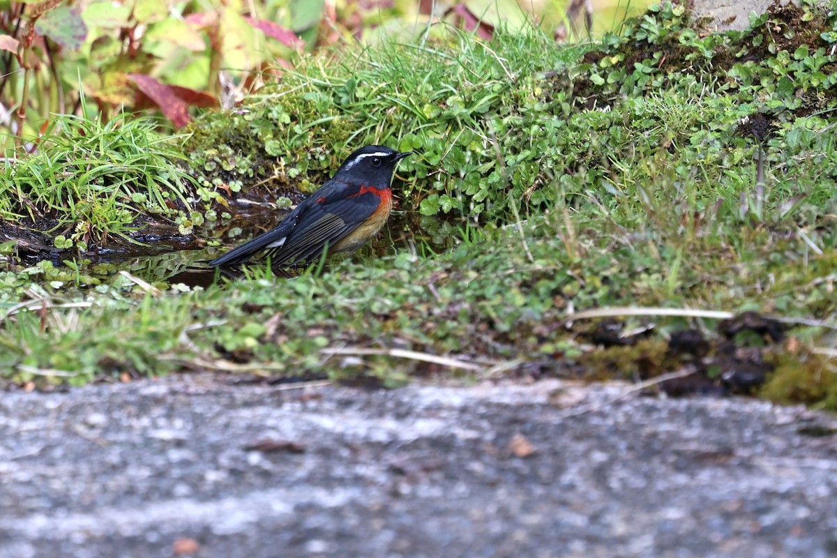 Taiwanblauschwanz - ML646282149