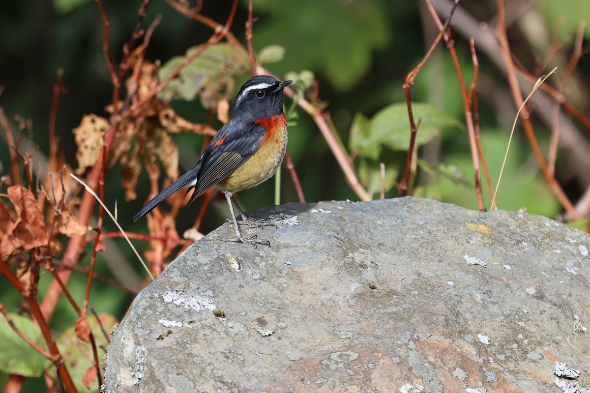 Taiwanblauschwanz - ML646282150