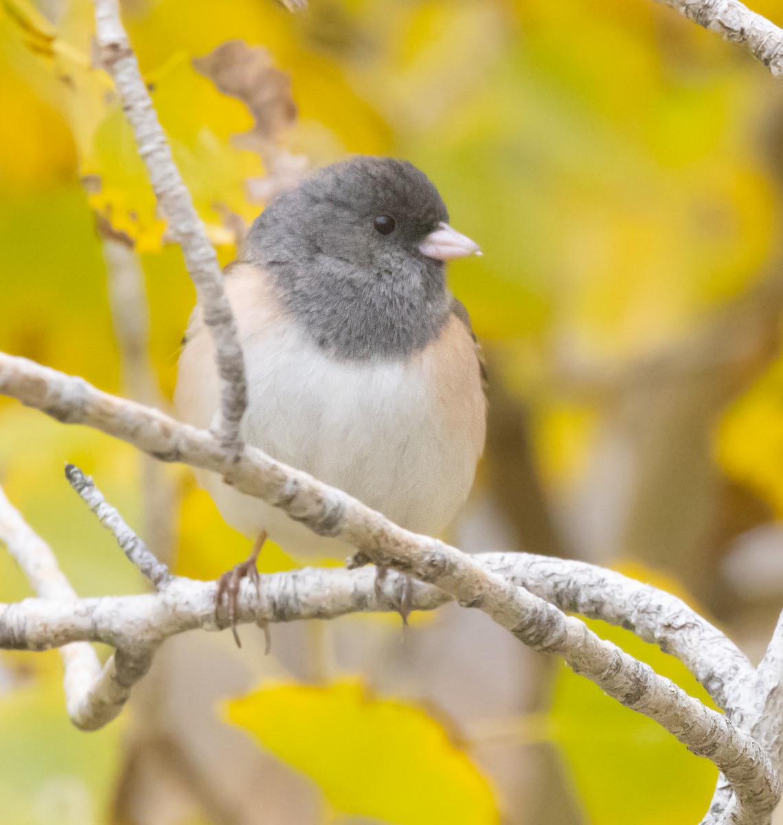 Dark-eyed Junco - ML646282152