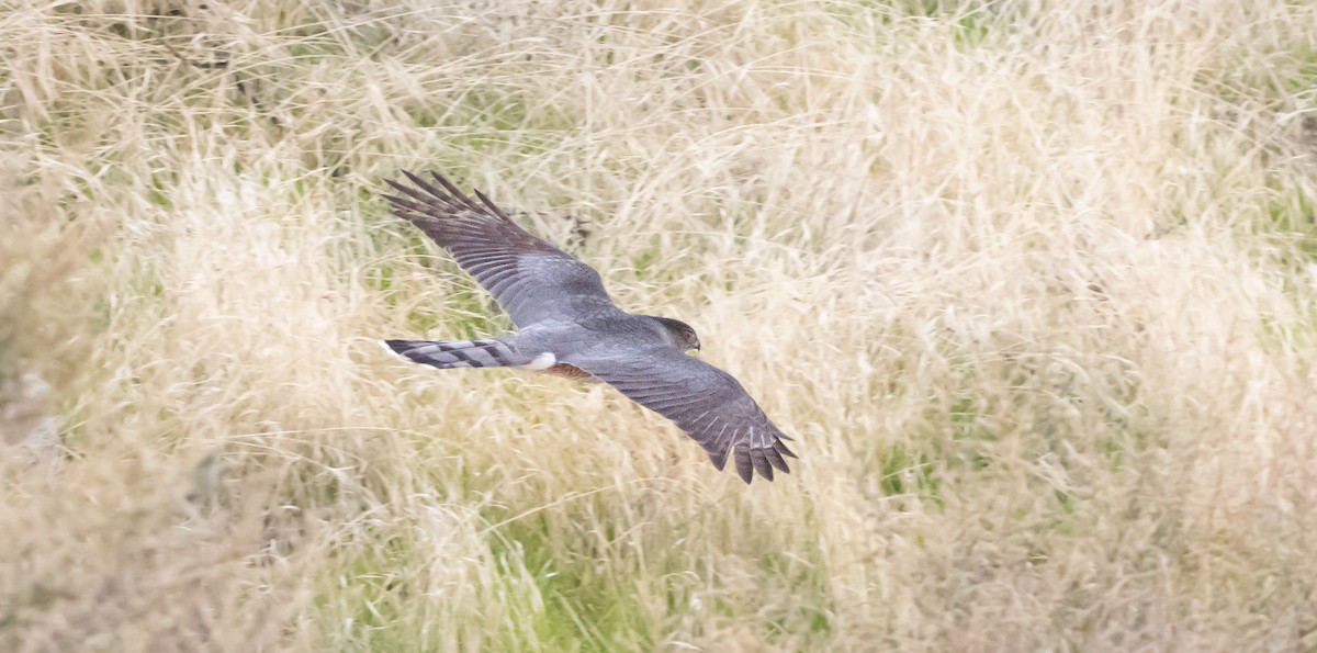Cooper's Hawk - ML646282162