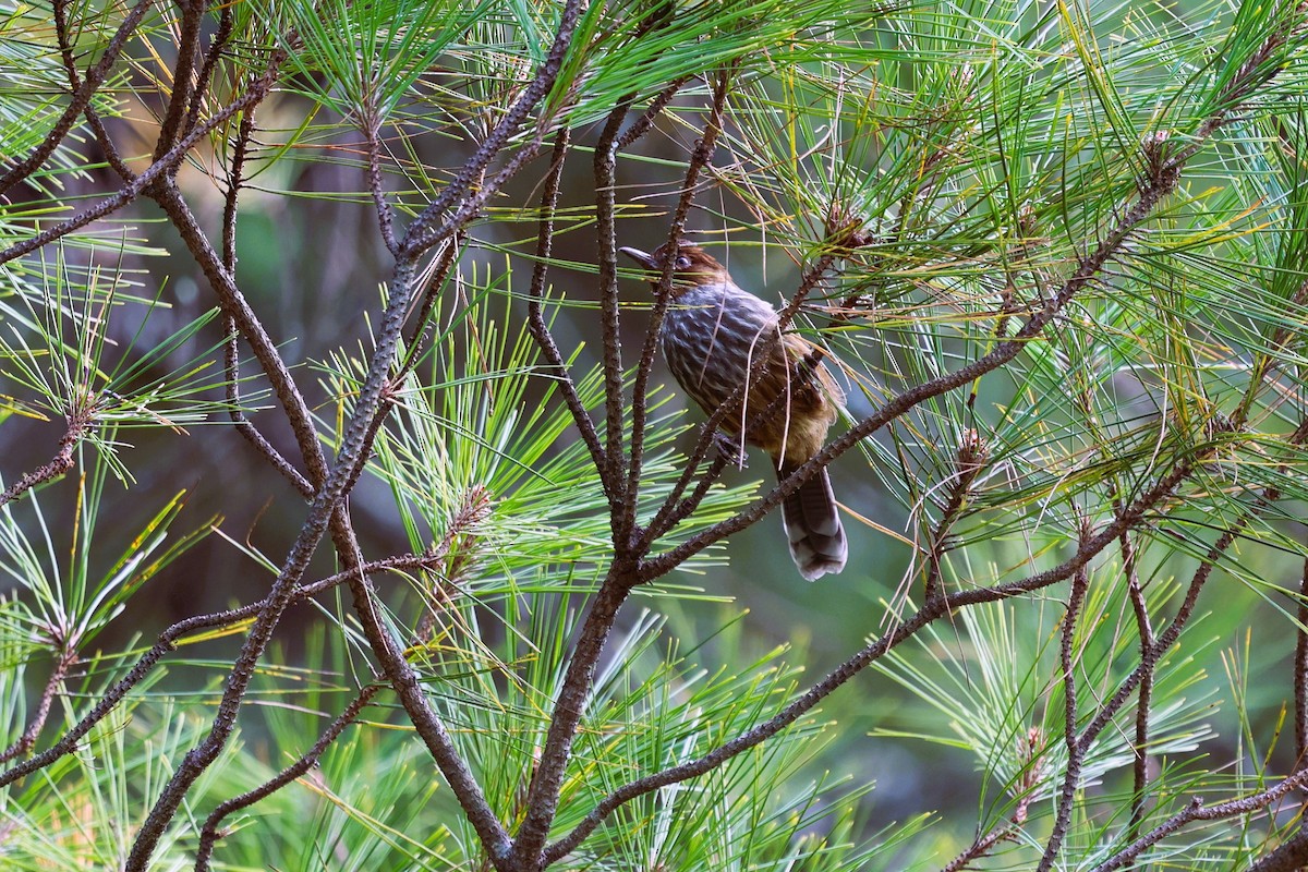 Taiwan Barwing - ML646282165