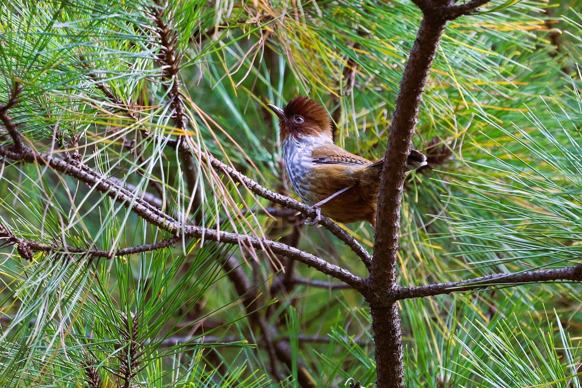 Taiwan Barwing - ML646282168