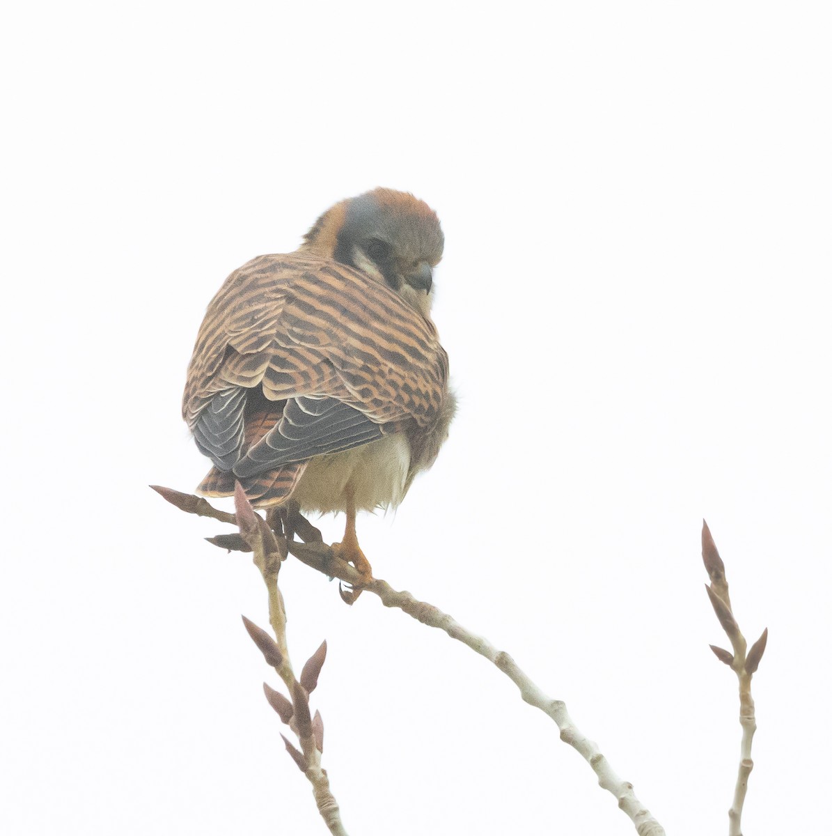 American Kestrel - ML646282169