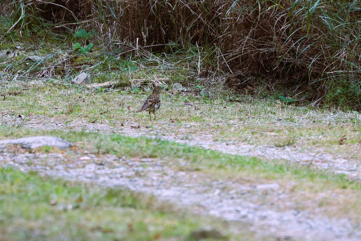 Urre-birigarro siberiarra - ML646282171