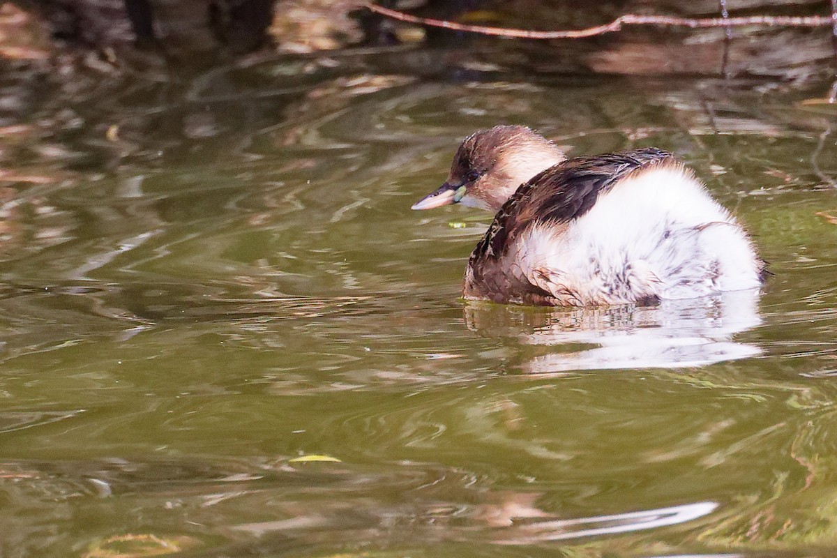 Txilinporta txikia - ML646282174