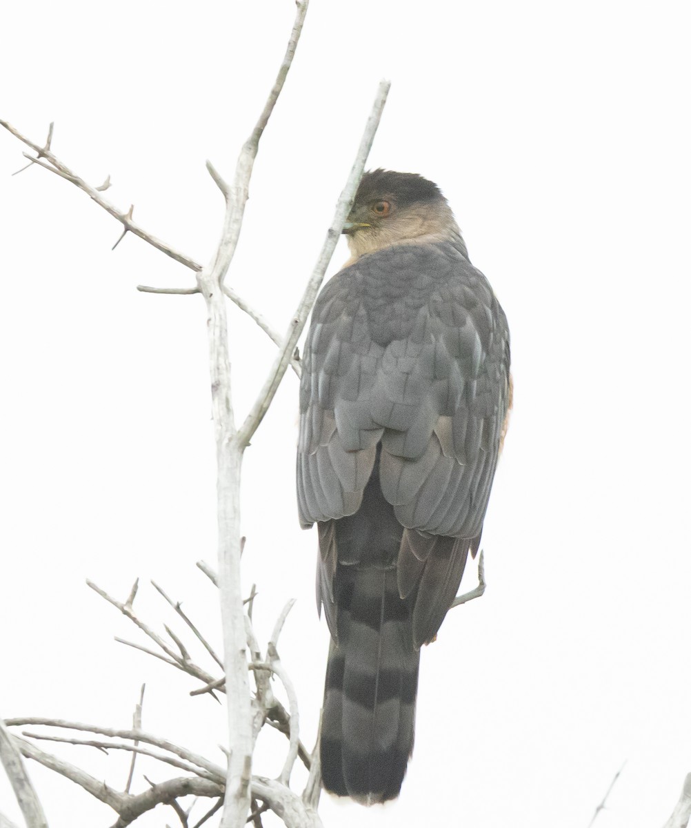 Rundschwanzhabicht - ML646282175