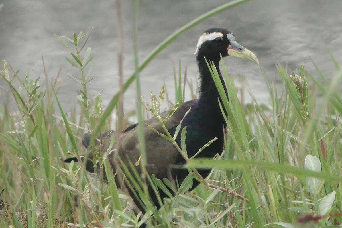 Bronzeblatthühnchen - ML646282176