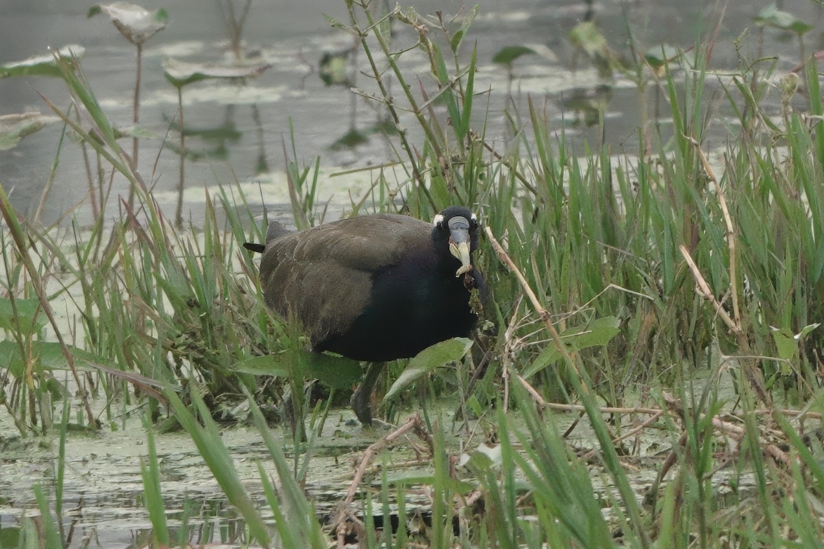 Bronzeblatthühnchen - ML646282178