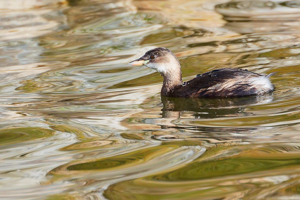 Zwergtaucher - ML646282179