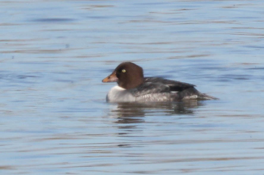 Schellente - ML646282180