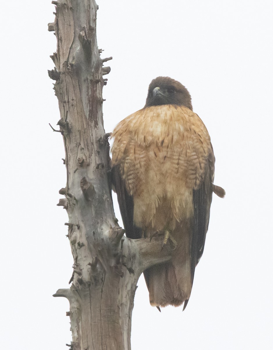 Rotschwanzbussard - ML646282183