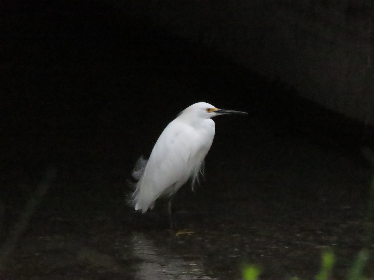 Schmuckreiher - ML646282184