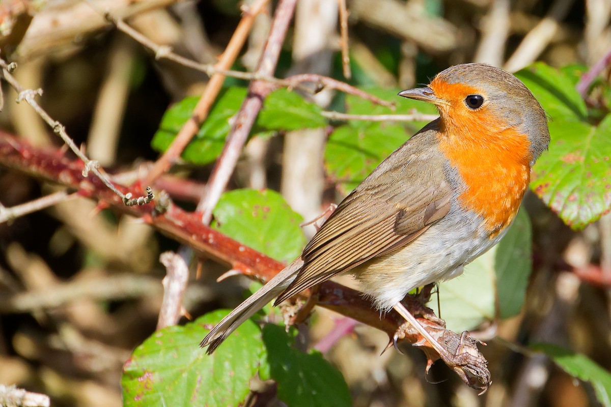 Rotkehlchen - ML646282185