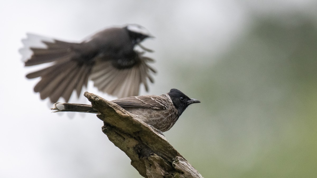 Rotsteißbülbül - ML646282190