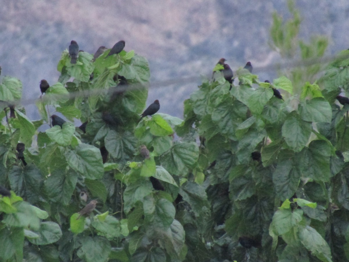 Braunkopf-Kuhstärling - ML646282192