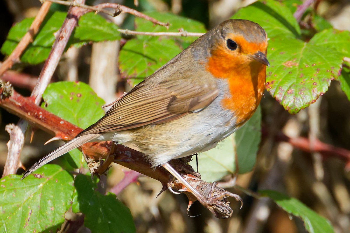 Rotkehlchen - ML646282193