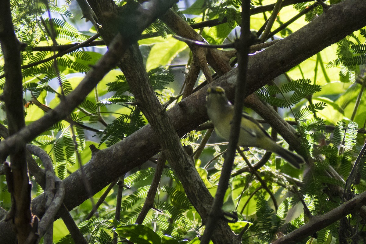 Weißaugenvireo - ML646282195