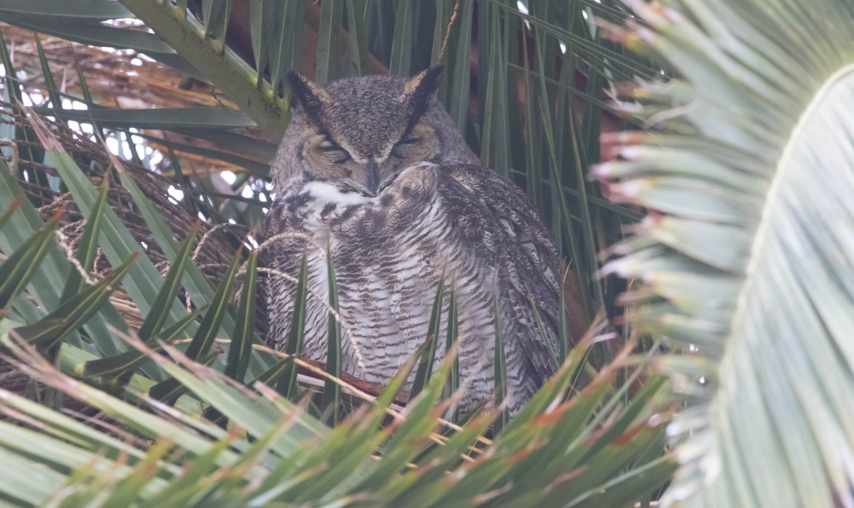 Virginiauhu - ML646282197