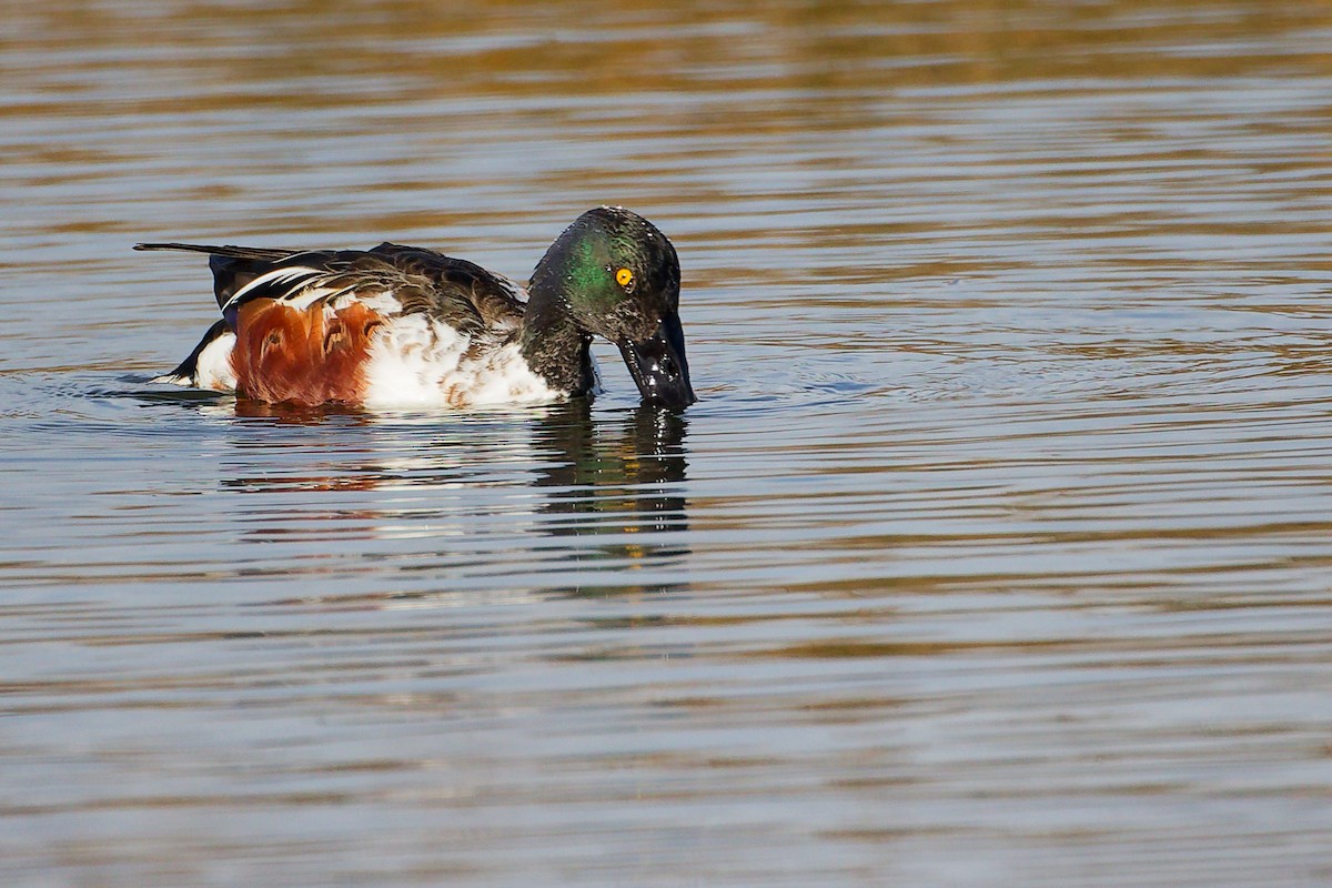 Löffelente - ML646282198