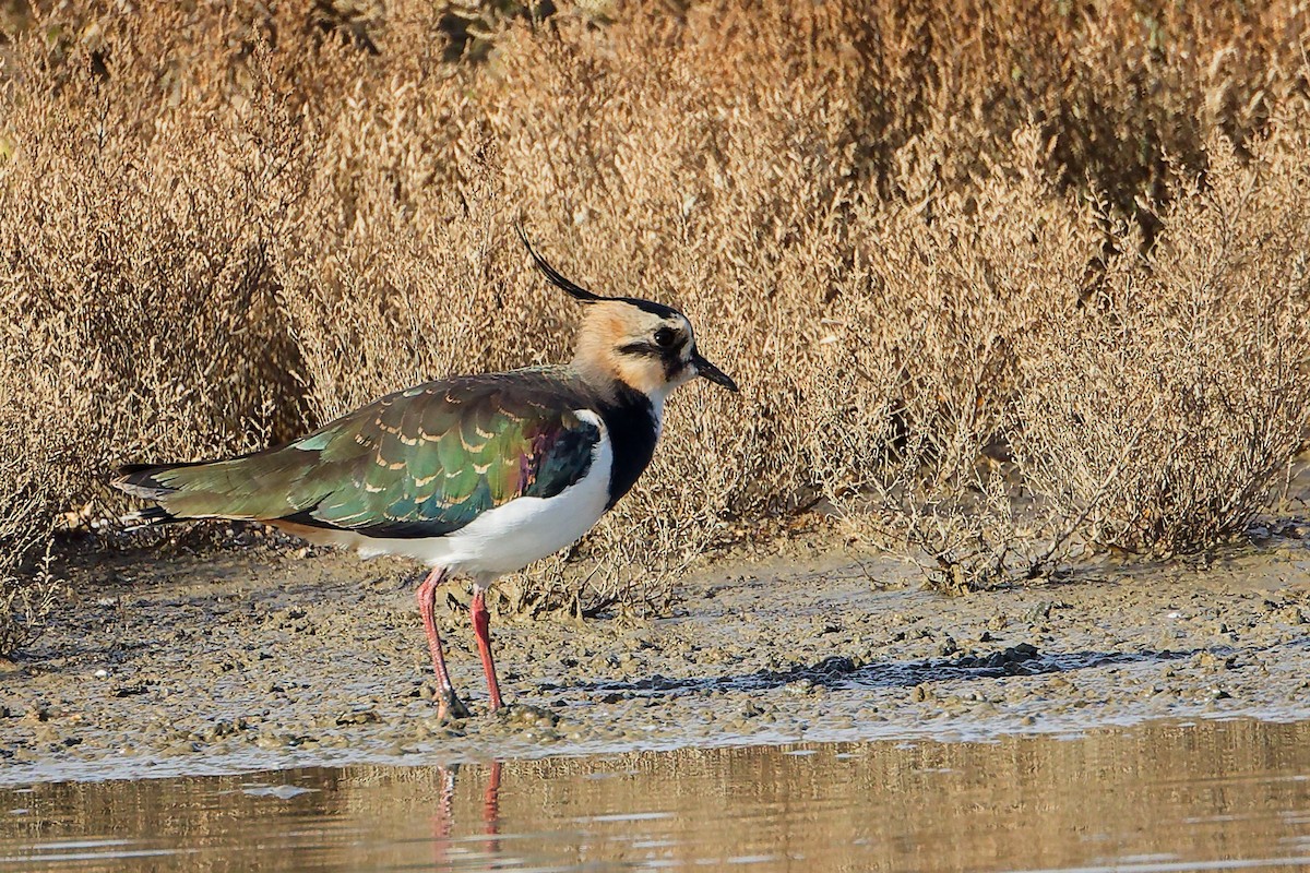 Kiebitz - ML646282199