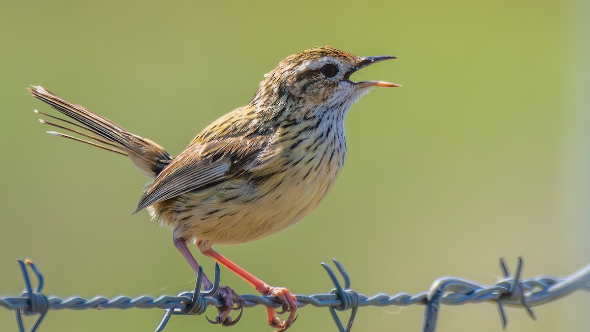Striated Fieldwren - ML646282201